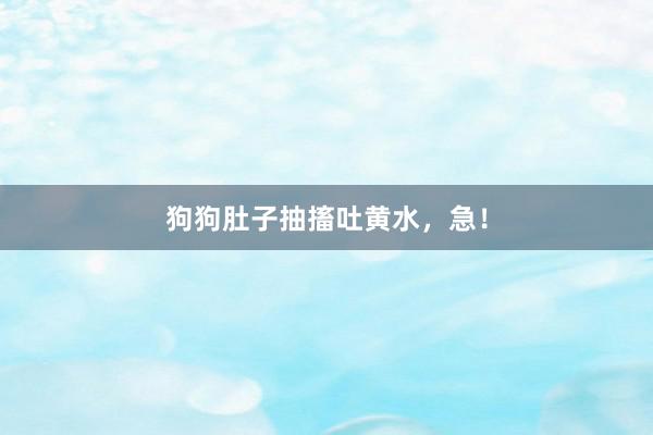 狗狗肚子抽搐吐黄水,急!